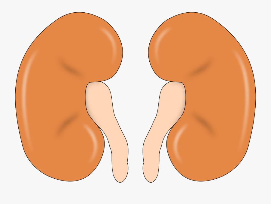 Kidney, Anatomy, Human, Man, Organ - Kidney Organ Clip Art, Transparent Clipart
