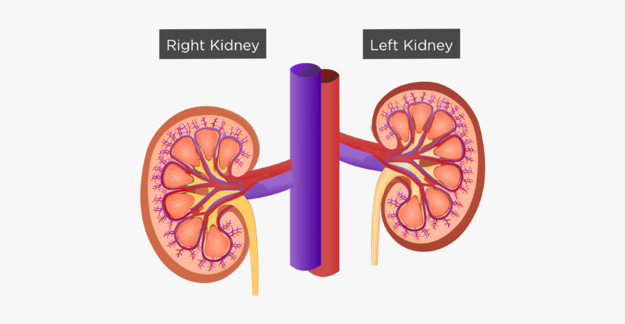 Clip Art Human Anatomy Kidney - Urinary System Png, Transparent Clipart