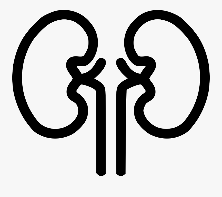 Kidney Organ Clip Art