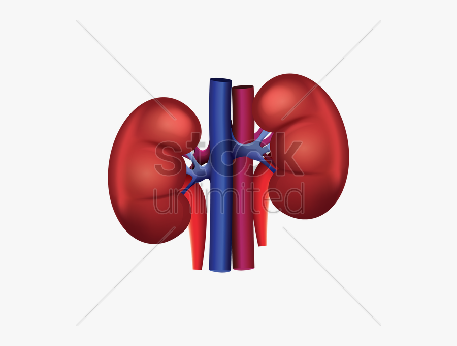 Kidney Png Clipart , Png Download - Human Kidney Vector Png, Transparent Clipart