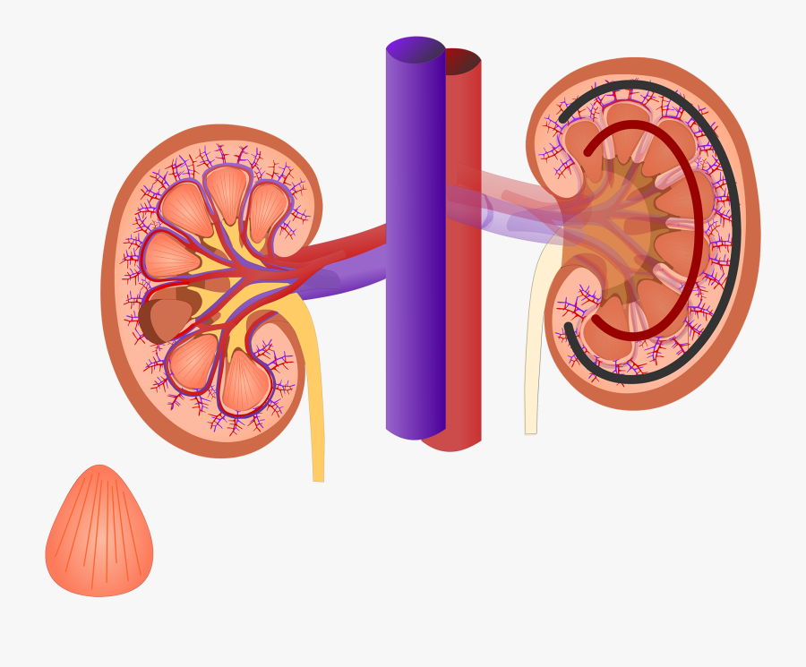Transparent Anatomy Clipart - Renal System, Transparent Clipart