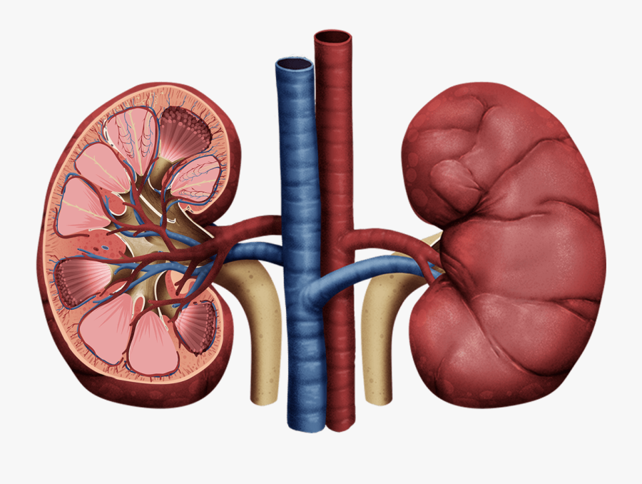 Kidney Drawing Png - Kidney Png, Transparent Clipart