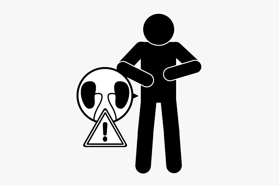 Kidney Clipart Kidney Function - Chronic Kidney Disease Icon, Transparent Clipart
