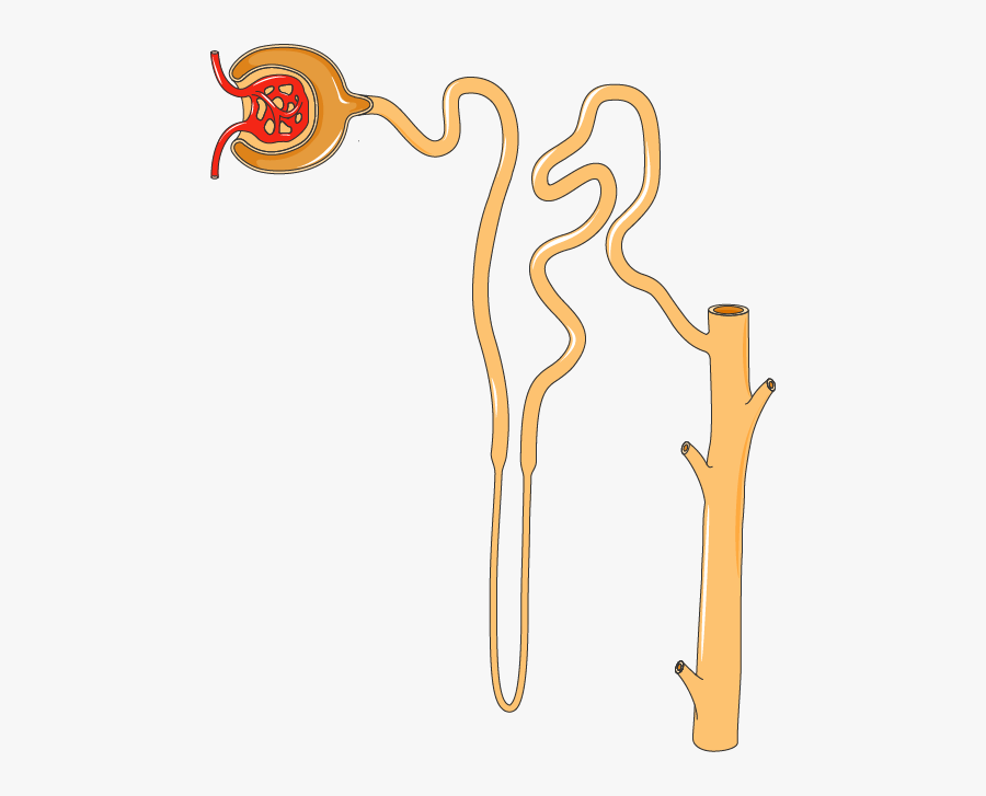 Ppar Gamma Kidney, Transparent Clipart