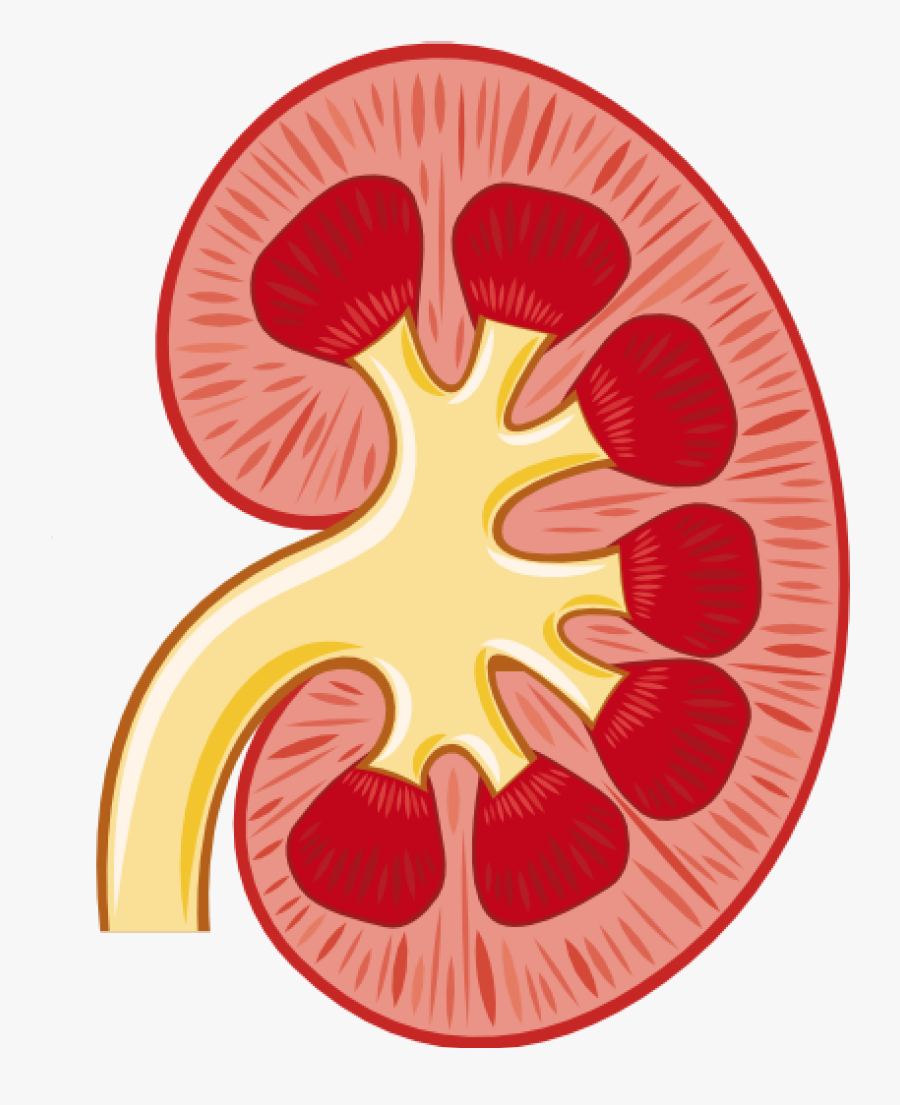 Kidney Clipart Kidney Stone - Clipart Kidney, Transparent Clipart