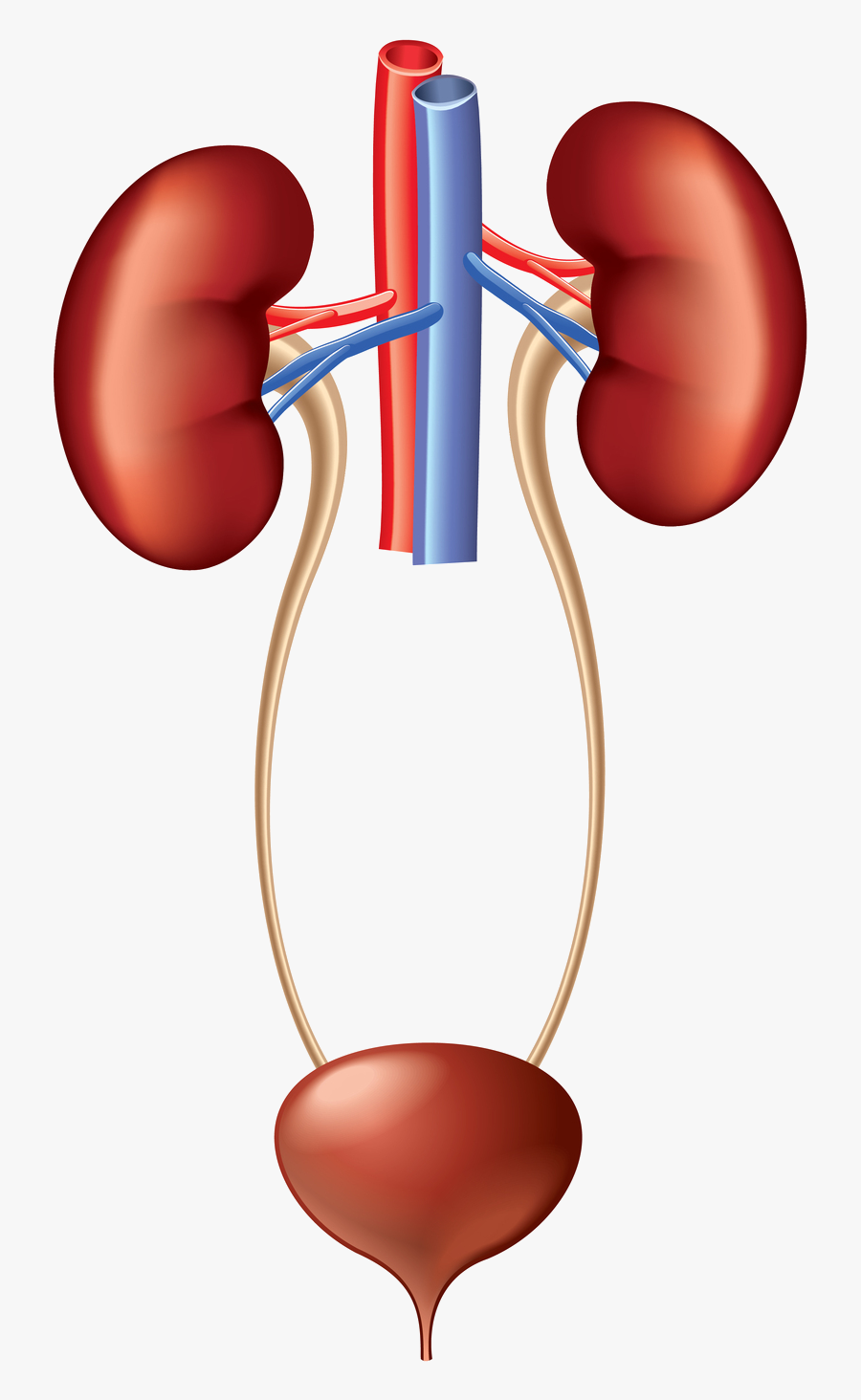 Kidney Clipart Urinary System , Png Download - Urinary System Clip Art, Transparent Clipart