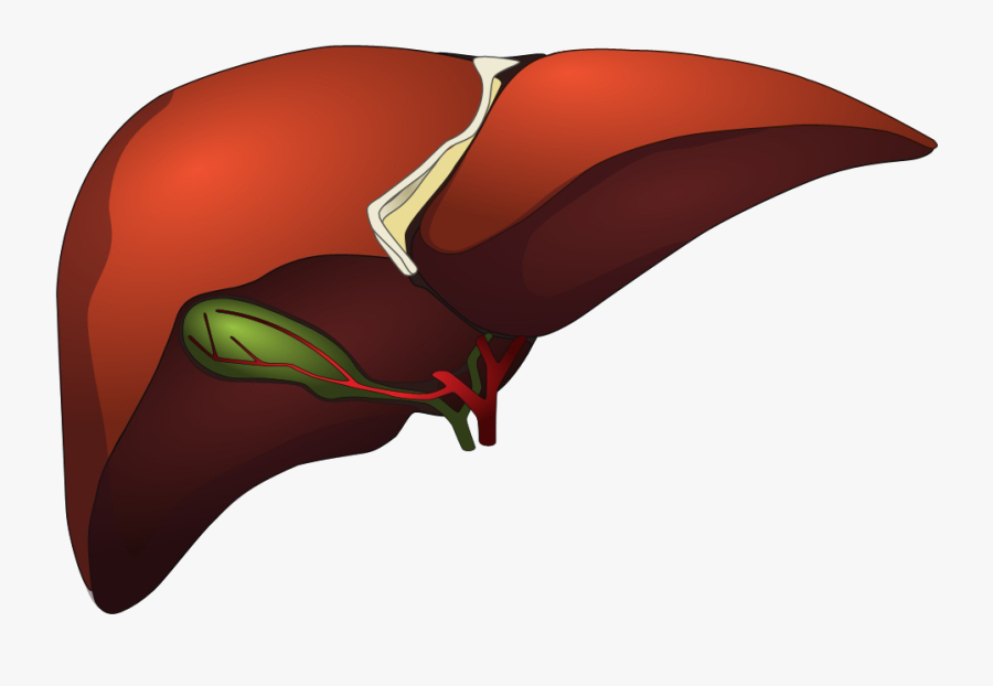 Liver Cartoon Png - Kidney & Liver Png, Transparent Clipart