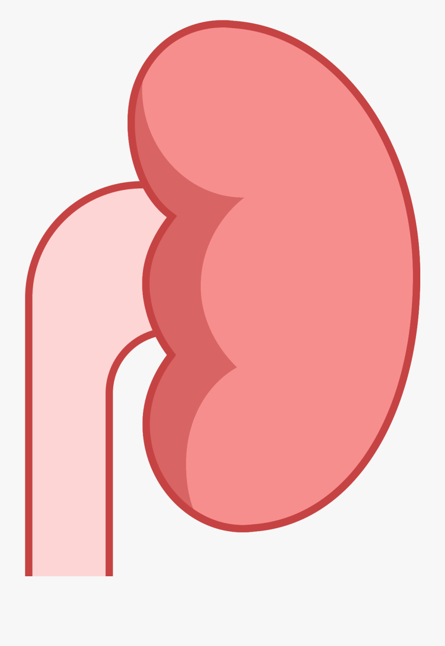 Transparent Kidney Png - Circle, Transparent Clipart
