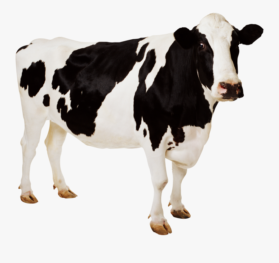 Cow Png, Transparent Clipart