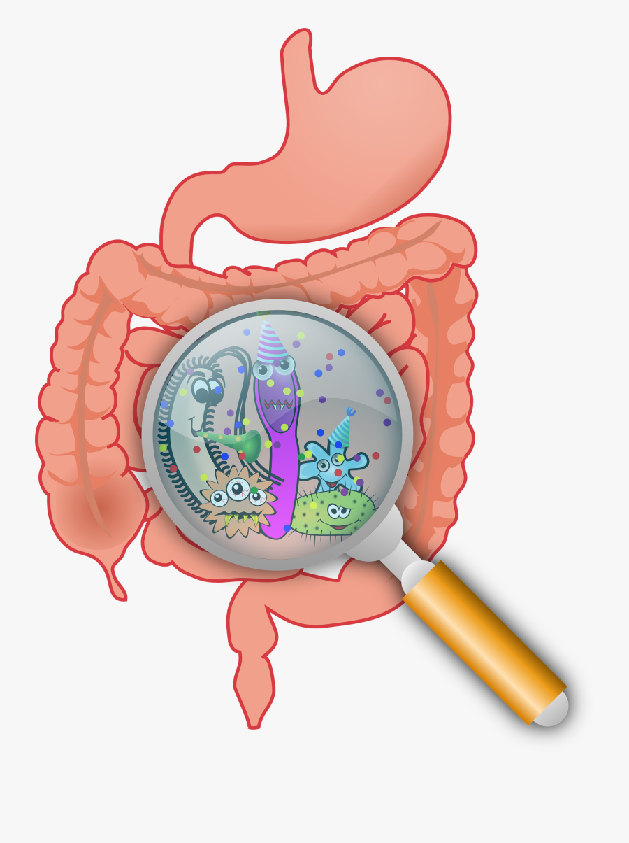 Stock How Good Bacteria Can - Gut Microbiota, Transparent Clipart