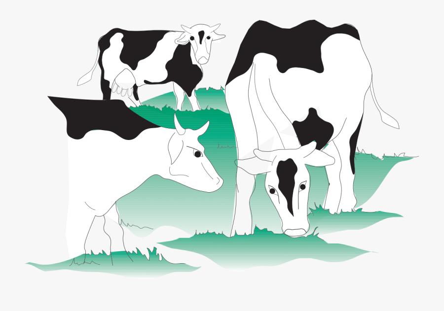 Primary Production Of Milk - Dairy Cow, Transparent Clipart