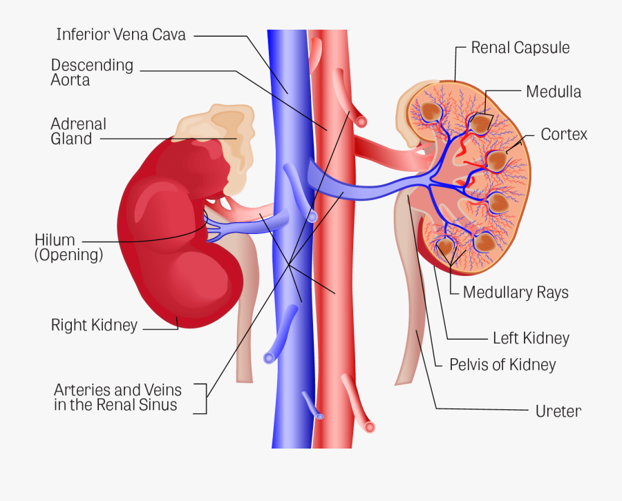Download Illustration Of The, Transparent Clipart