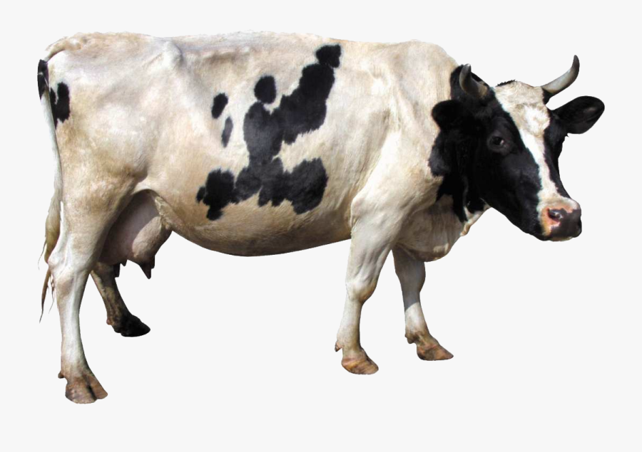 Cow Transparent Png, Transparent Clipart