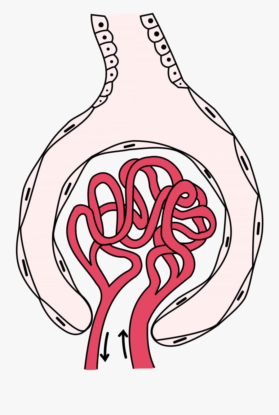 Transparent Kidneys Png - Glomerulus Vector, Transparent Clipart