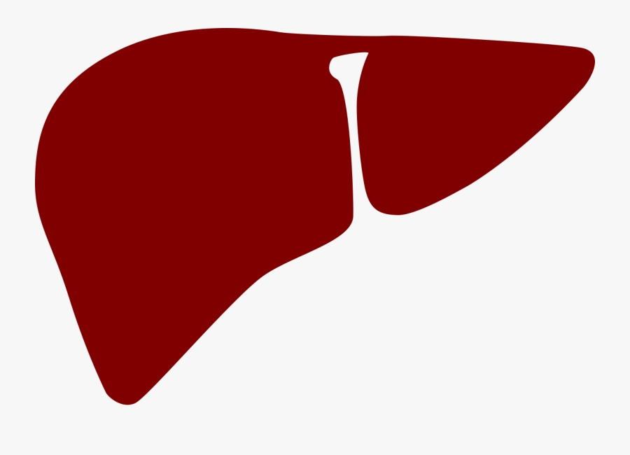 Everything You Need To - Liver Clipart, Transparent Clipart