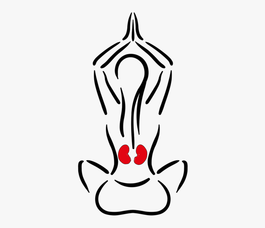 Kidney Disease, Transparent Clipart