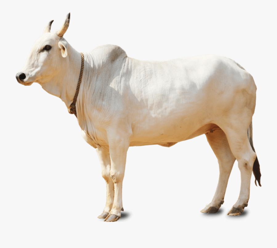 Cow Png Hd, Transparent Clipart