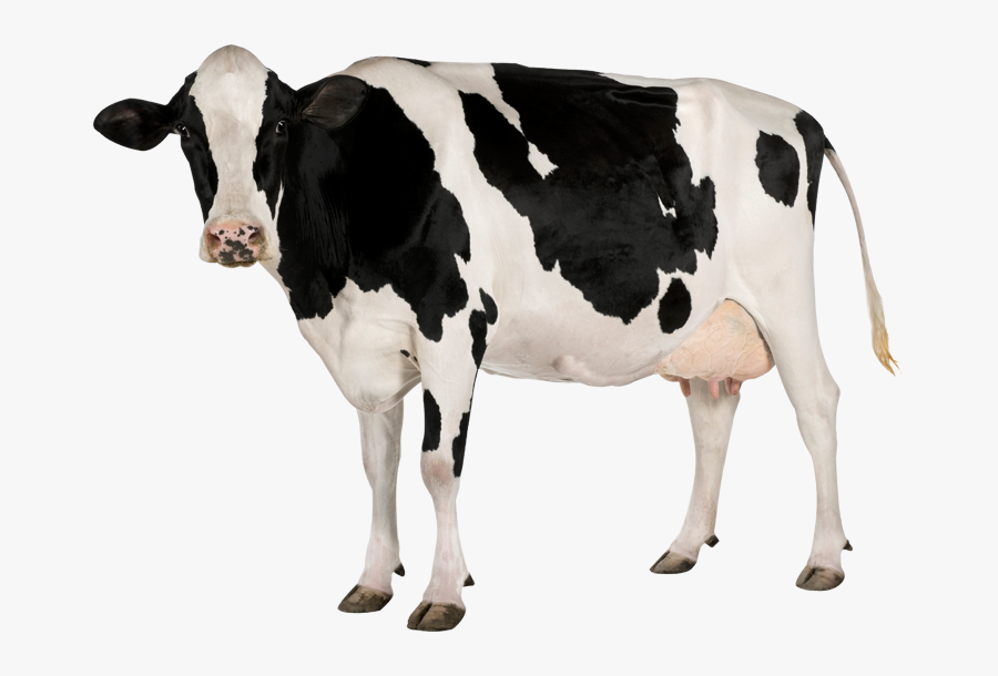 Cow Png - Transparent Background Cow Png, Transparent Clipart