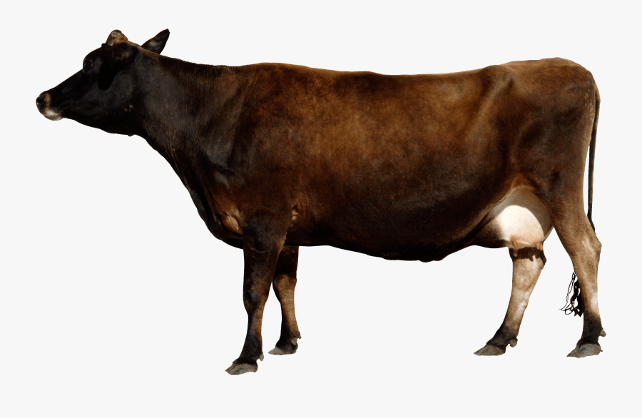 Cow Image Id Png - Indian Cow Png, Transparent Clipart