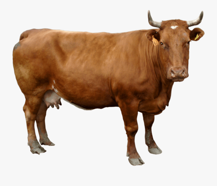 Image Of Cow - Bull Png, Transparent Clipart
