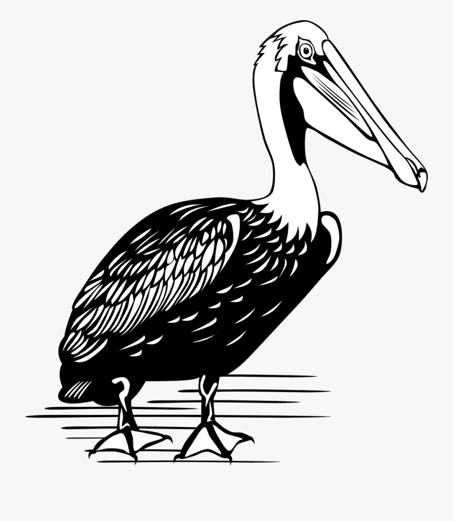Pelican - Brown Pelican Black And White, Transparent Clipart