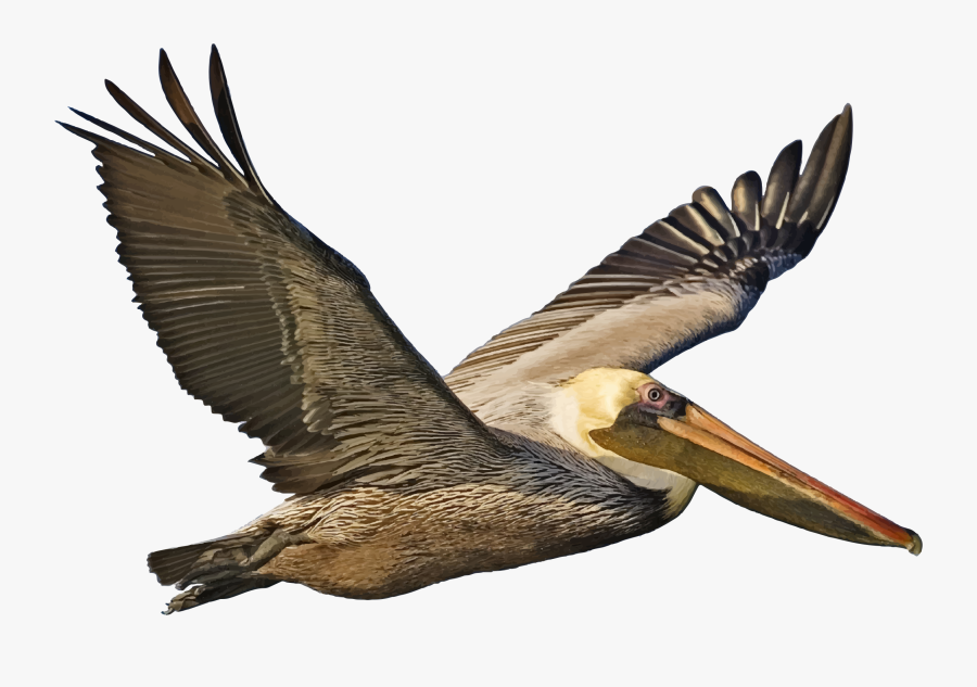 Pelican Cliparts - Brown Pelican Clip Art, Transparent Clipart
