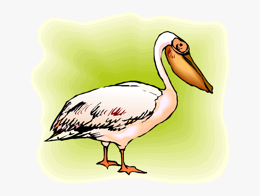 Water Bird, Transparent Clipart