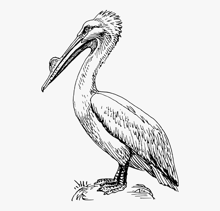 Pelican Bird Drawing, Transparent Clipart