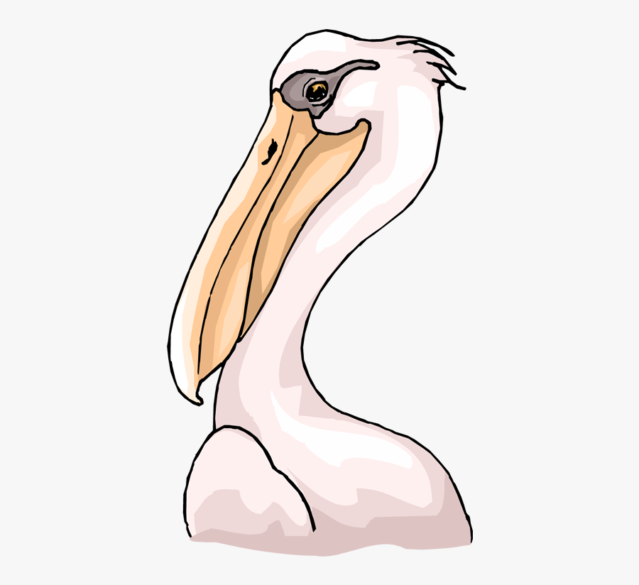 Pelican Head Clipart, Transparent Clipart