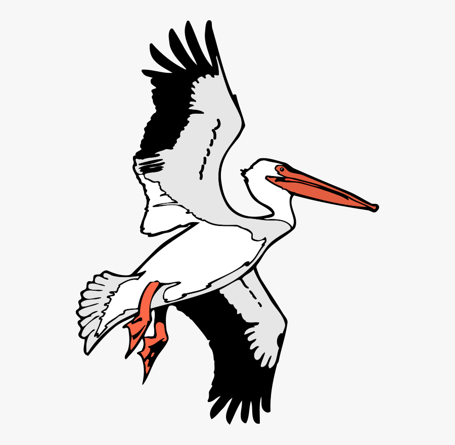 Flight Brown Pelican Clip Art - White Pelican Line Drawing, Transparent Clipart