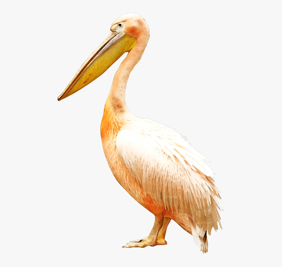 Clip Royalty Free Bird Pelican Clip Art - Pelikan Png, Transparent Clipart