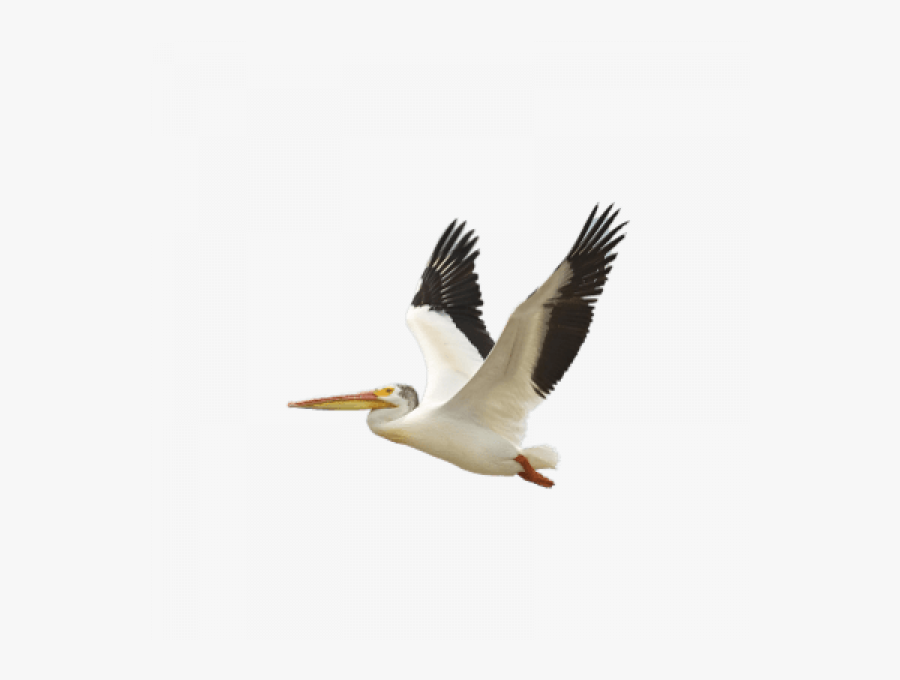 Pelican Images Png Transparent - Hd Flying Bird Png, Transparent Clipart