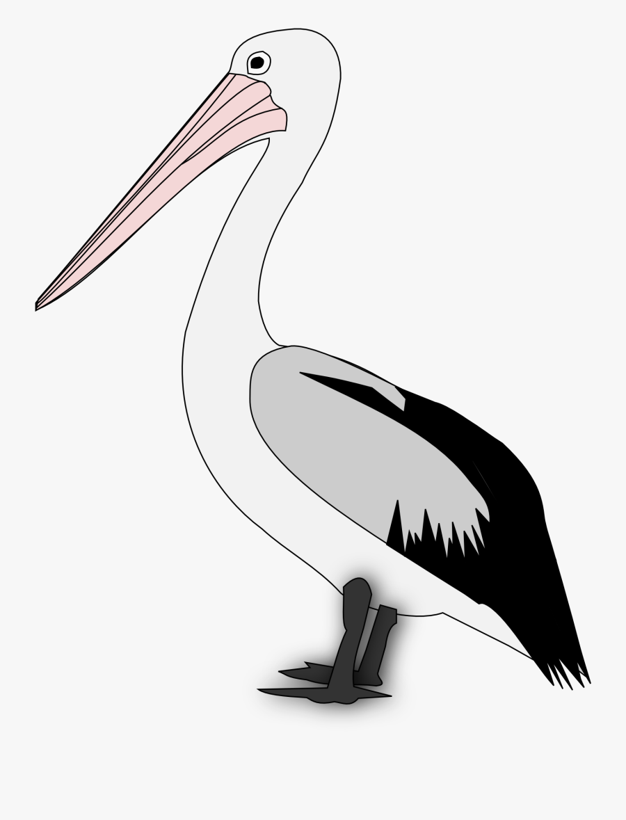 Pelican Png Transparent - Imagen De Un Pelícano, Transparent Clipart