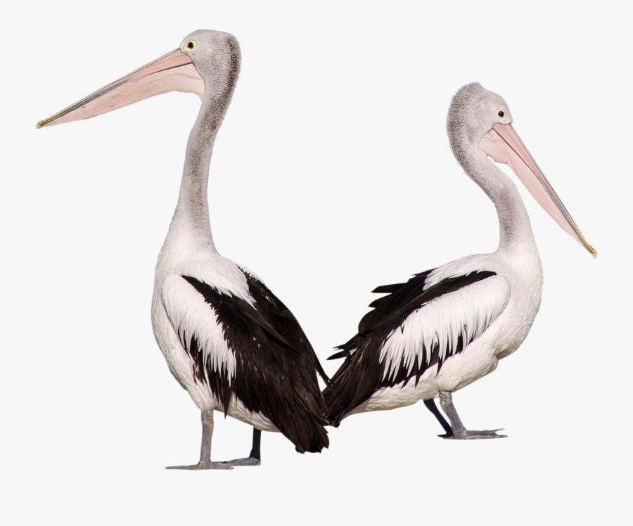 Pelican Background Png Pelican Png - Pelican Png, Transparent Clipart