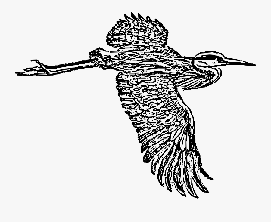 Transparent Pelican Png - Heron, Transparent Clipart
