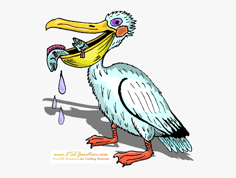 Pelican Clipart , Png Download - Pelican Eating Fish Clipart, Transparent Clipart