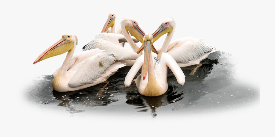Pelican Png Clipart - Water Birds Png Transparent, Transparent Clipart