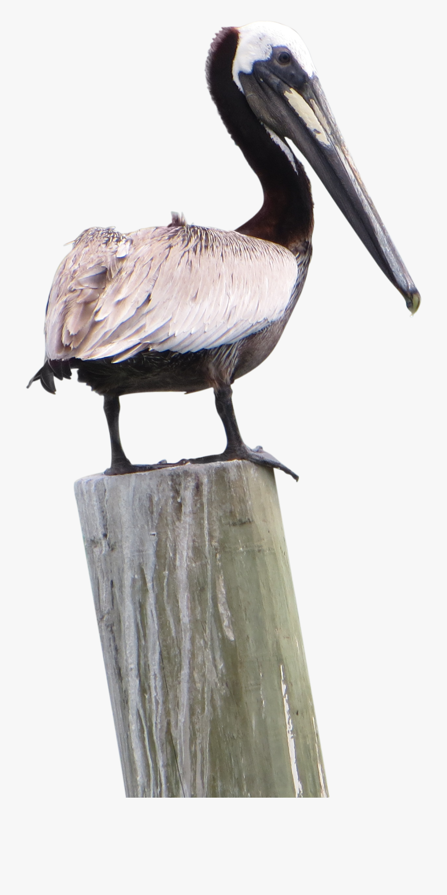 Pelican Png Pic - Png Pelican, Transparent Clipart
