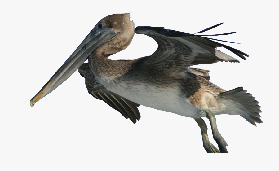 Brown Pelican Png - Pelican, Transparent Clipart