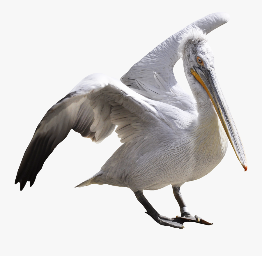 Pelican Png - Pelican Transparent Background, Transparent Clipart