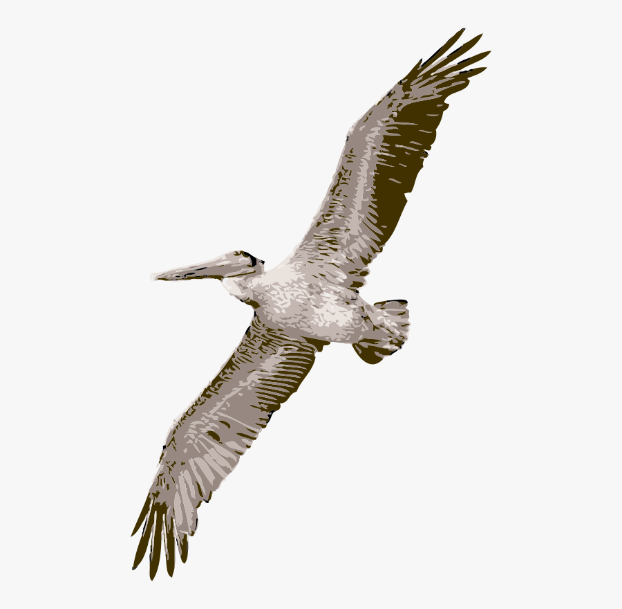 Pelican - Pelican Clipart, Transparent Clipart