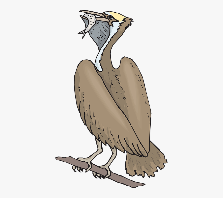 Pelican Free On Dumielauxepices - Bird With Fish Clipart, Transparent Clipart