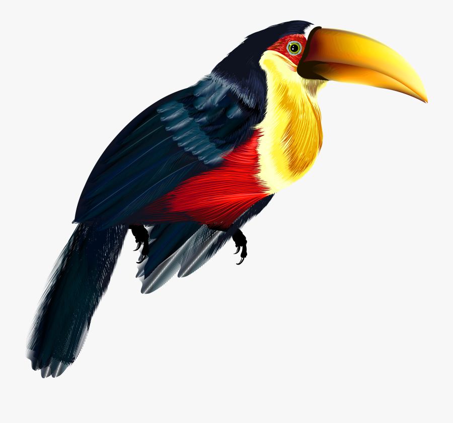 Pelican Transparent Png Clipart - Transparent Background Toucan Transparent, Transparent Clipart