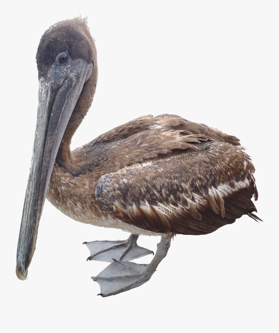 Pelican Png Free Download - Pelican Png, Transparent Clipart
