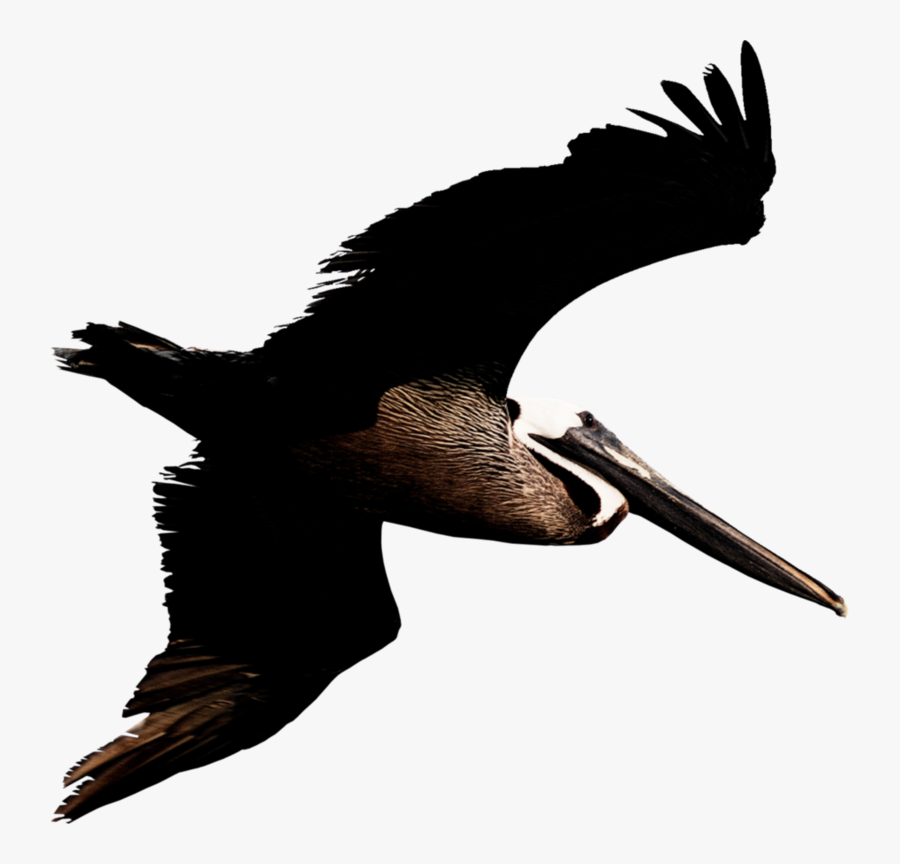 Pelican Png Transparent Image - Brown Pelican Png, Transparent Clipart
