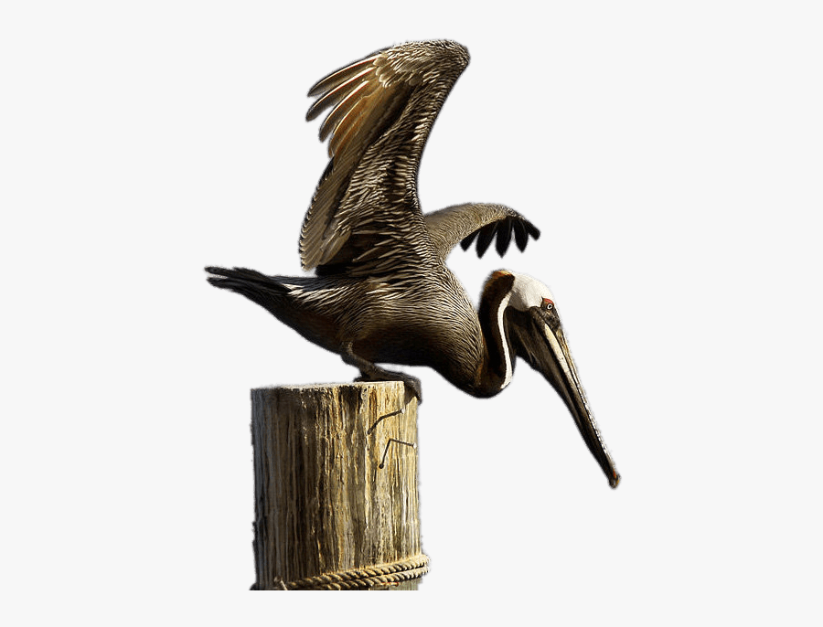 Clipart Library Brown Pelican Clipart - Brown Pelican Png, Transparent Clipart