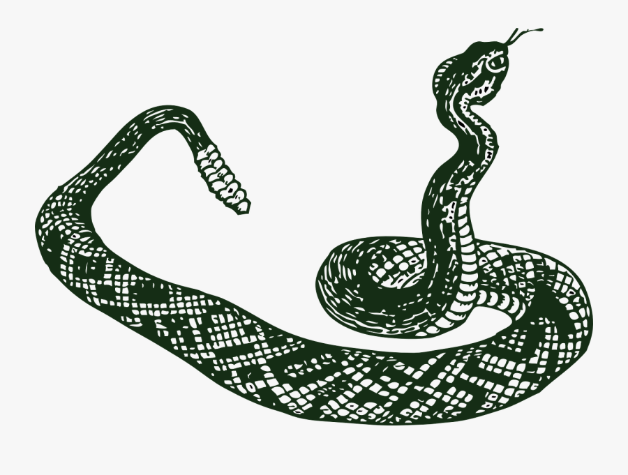 Snake Clipart Viper Snake - Rattlesnake Clipart Black And White, Transparent Clipart