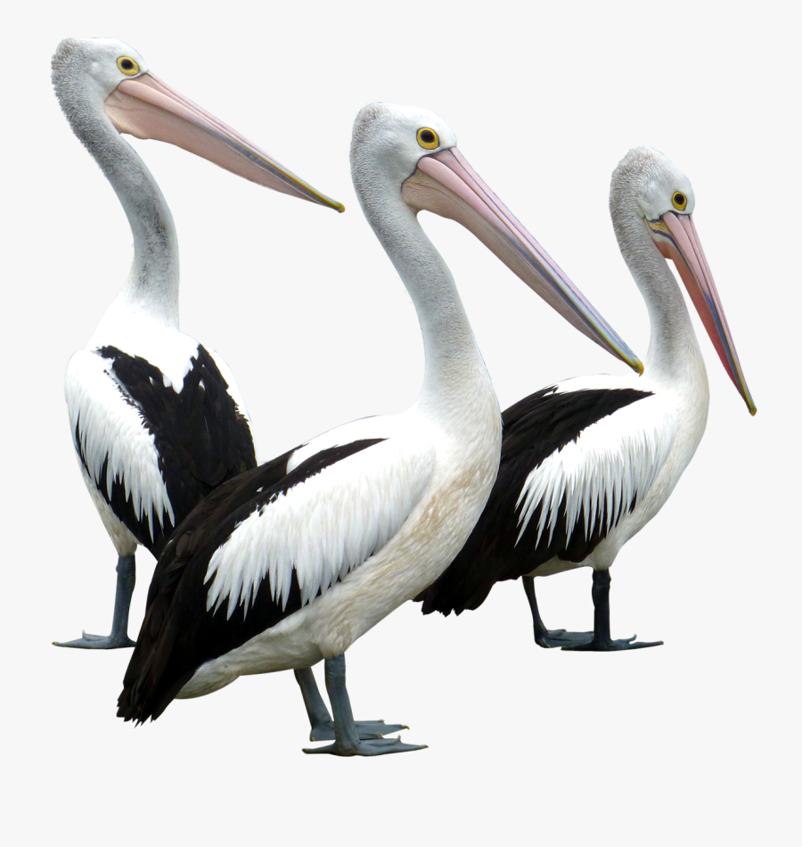 Pelican Download Png Image - Pelican Png, Transparent Clipart