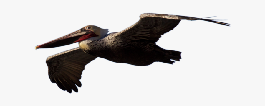 Stock Brown Pelican Flying - Brown Pelicans Flying Png, Transparent Clipart