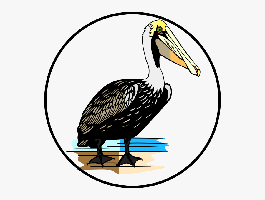 Pelican Clip Art, Transparent Clipart